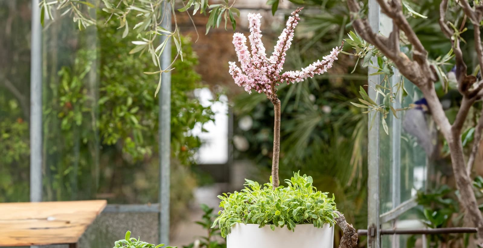 Und wie schneidet man Säulenäpfel?