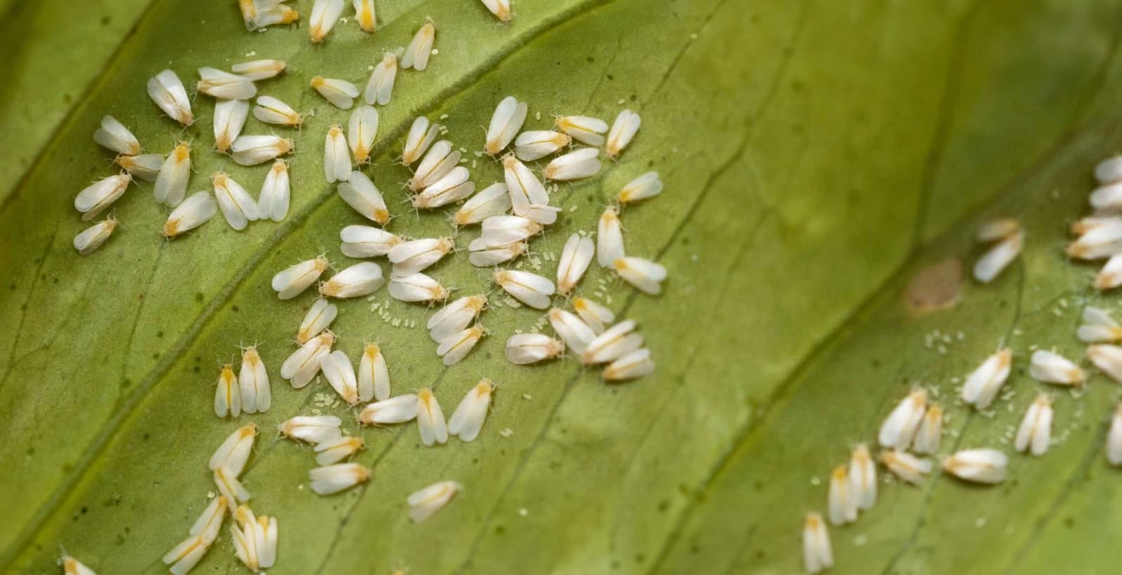 Bekämpfung der Weißen Fliegen