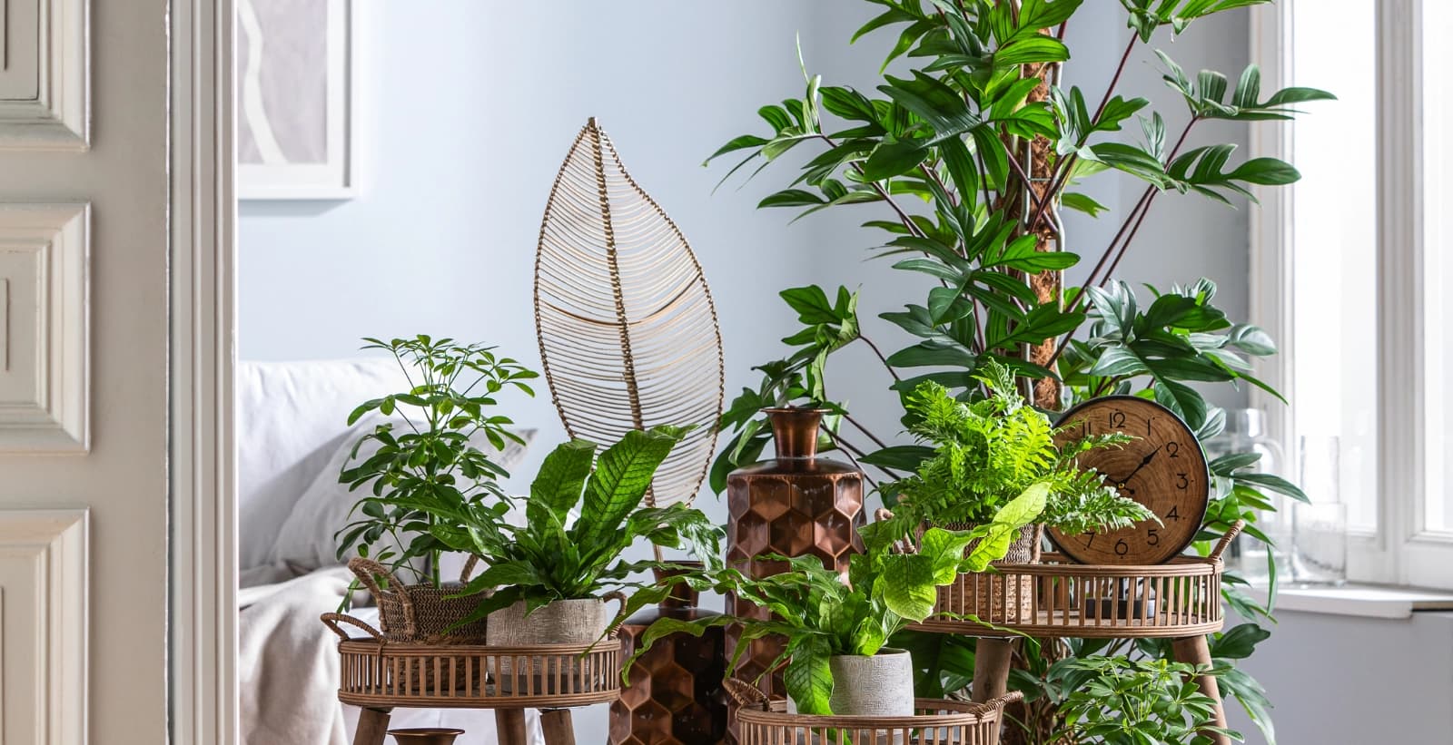 Typische Anzeichen bei Pflanzen sind: