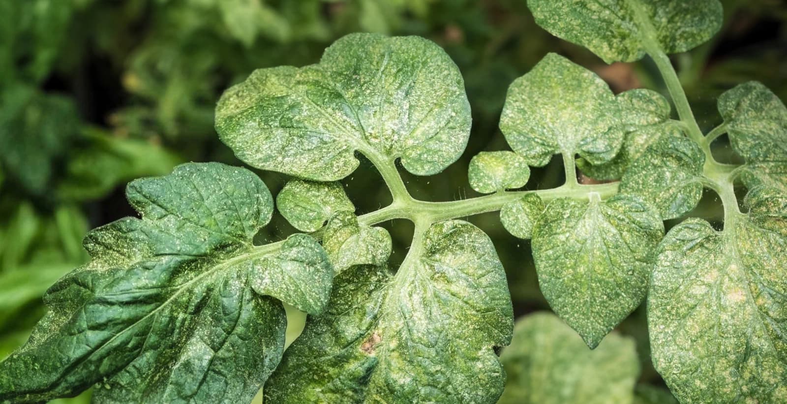 Bekämpfung der Spinnmilben