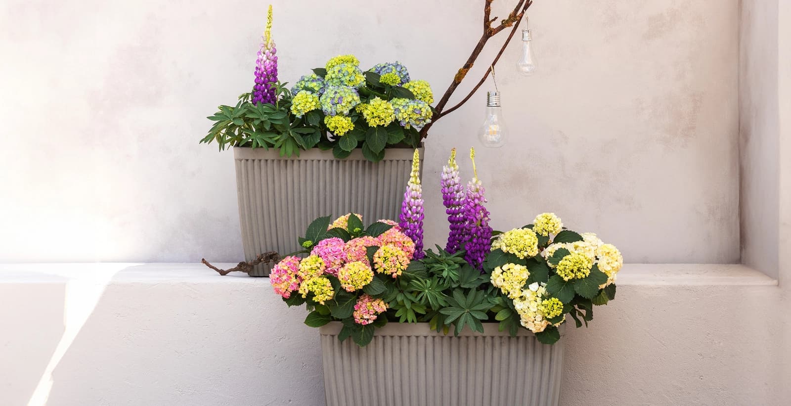 Der richtige Topf lässt Lupinen erstrahlen