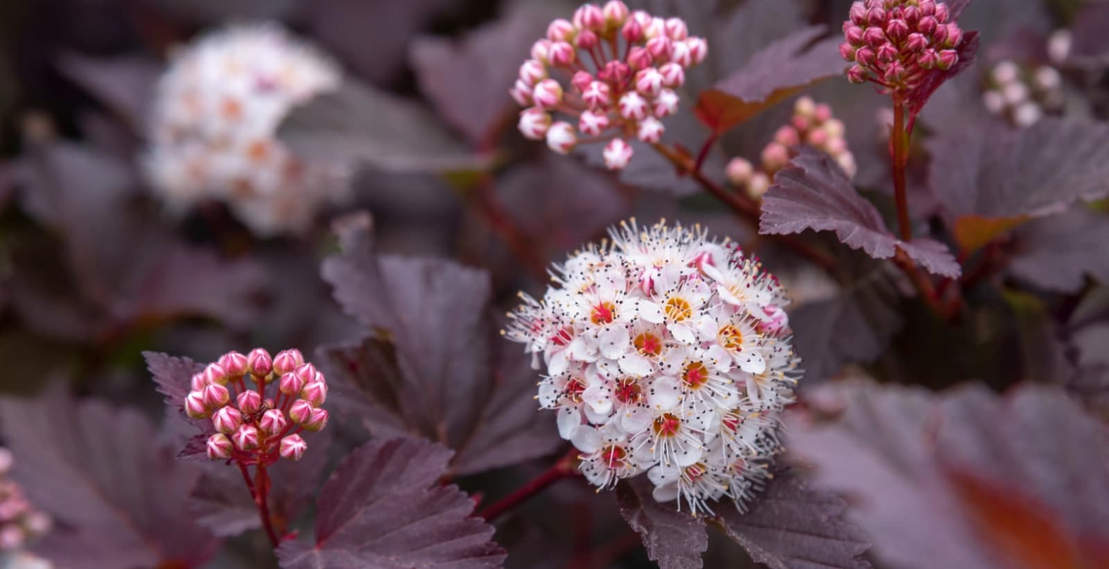 Vielseitige Laubgehölze für Ihren Garten