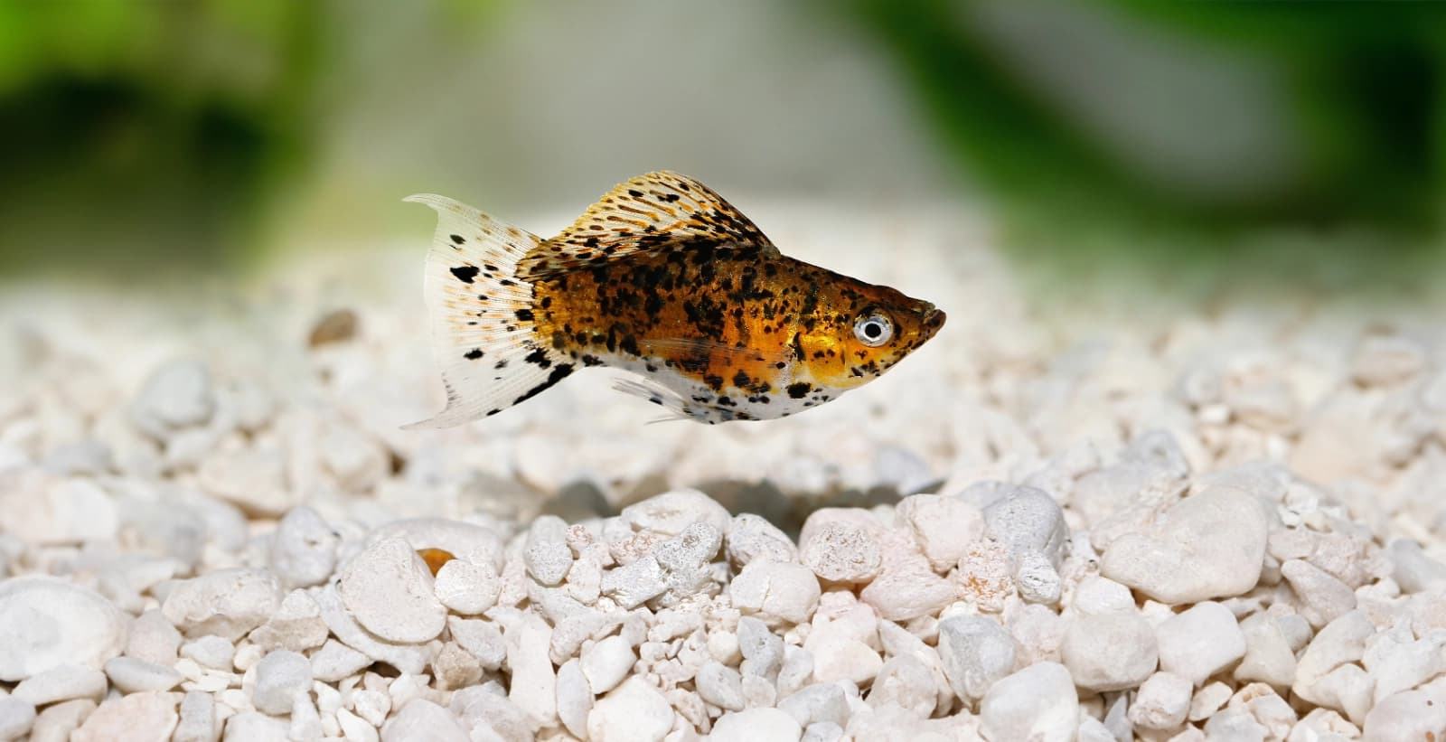 Die Basis für ein lebendiges Aquarium