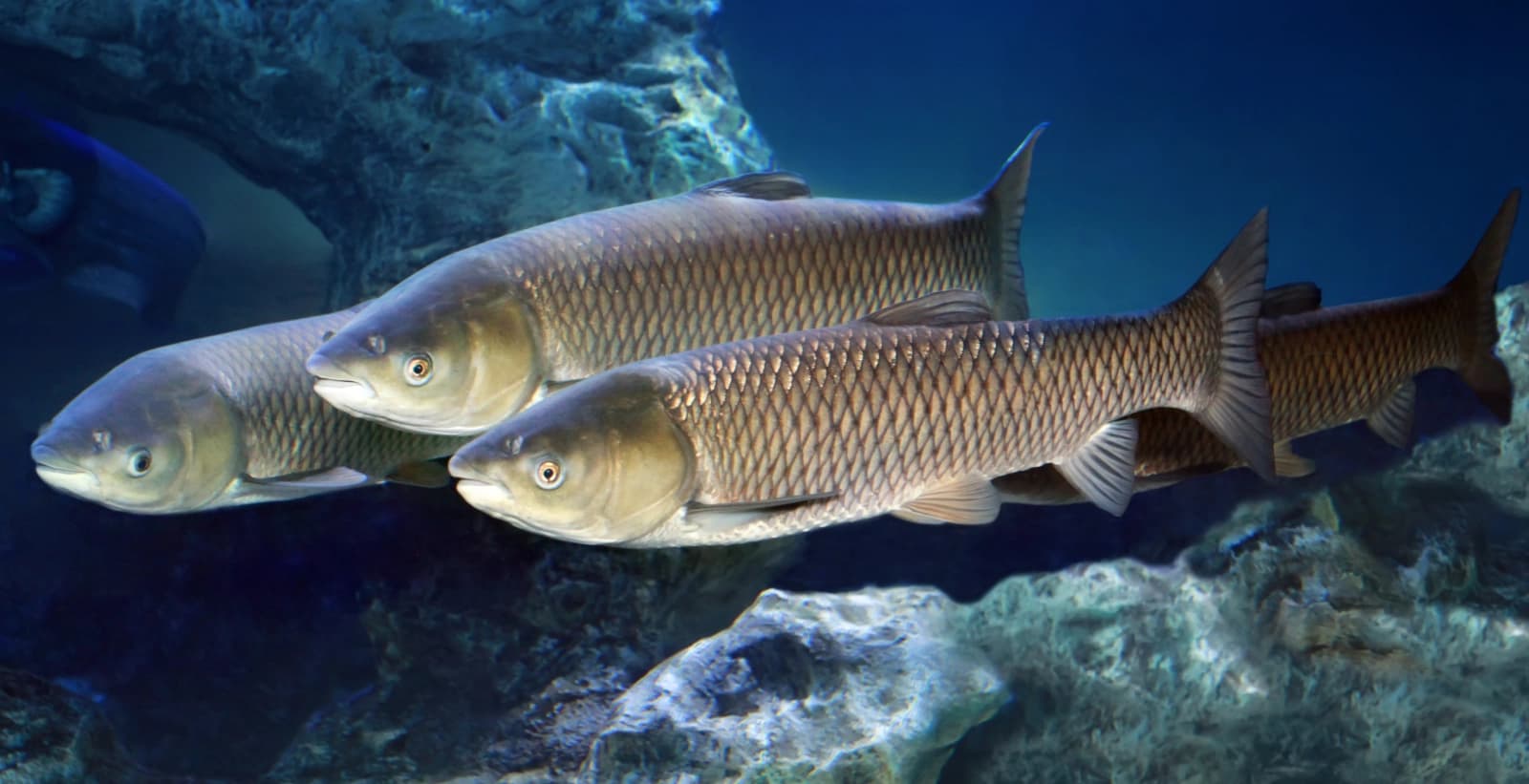 Graskarpfen in guter Gesellschaft