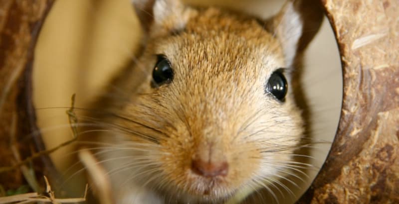 Spielspaß für neugierige Mäuse