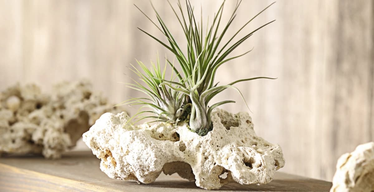 Tillandsien dekorativ in Szene setzen