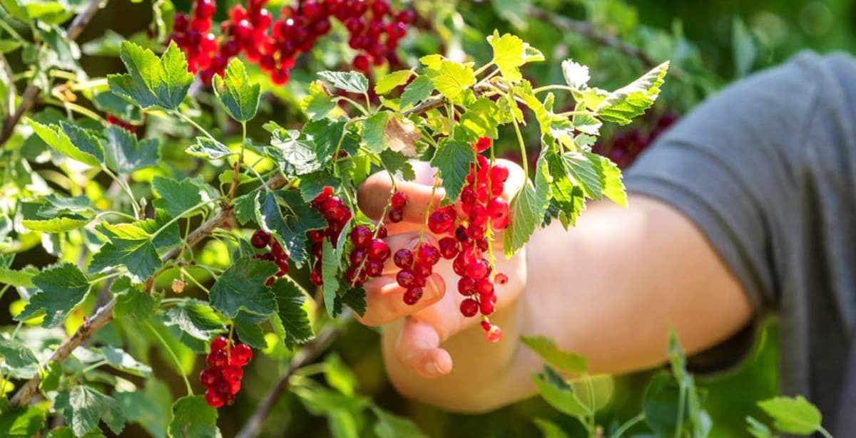 Super Partner für Heidelbeeren