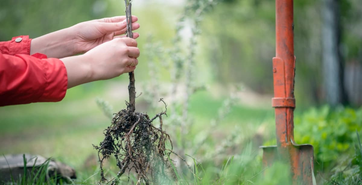 Die Wilden richtig pflanzen