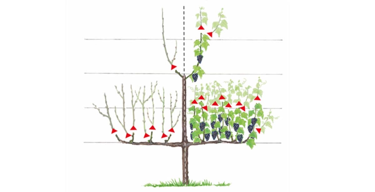 Das einfache Spalier