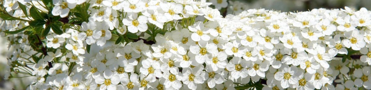 Spieren: Ein Blütenmeer im Garten