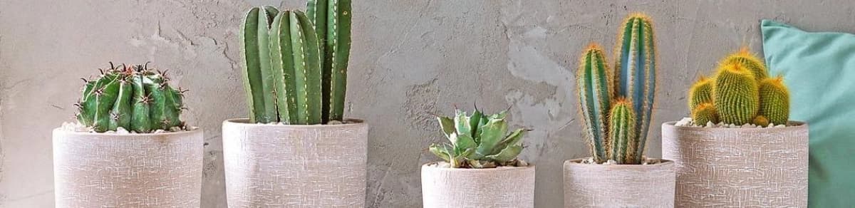 Kakteen – unsere stacheligen Freunde