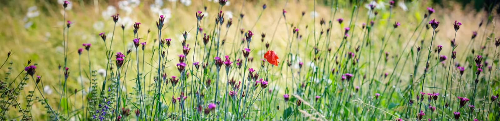 Naturnaher Garten: Wo Bienen summen und wilde Blumen blühen