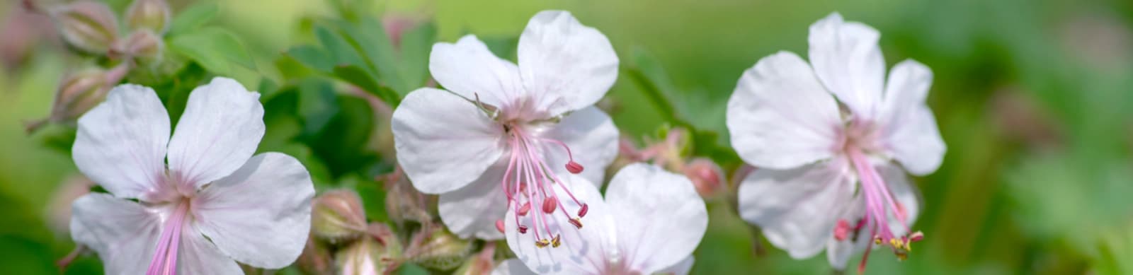 Storchschnabel – traumhafter & pflegeleichter Bodendecker