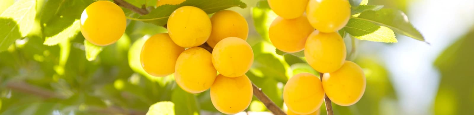 Die Mirabelle: Kleine Frucht, großer Geschmack