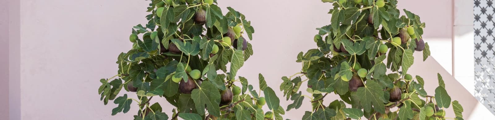 Echte Feigen – Feigenbäume pflanzen und pflegen