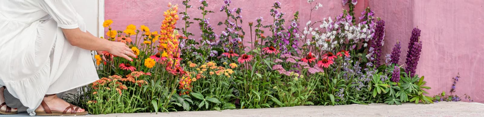 Sonniger Vorgarten gestalten – Farben, Düfte & Lebensfreude