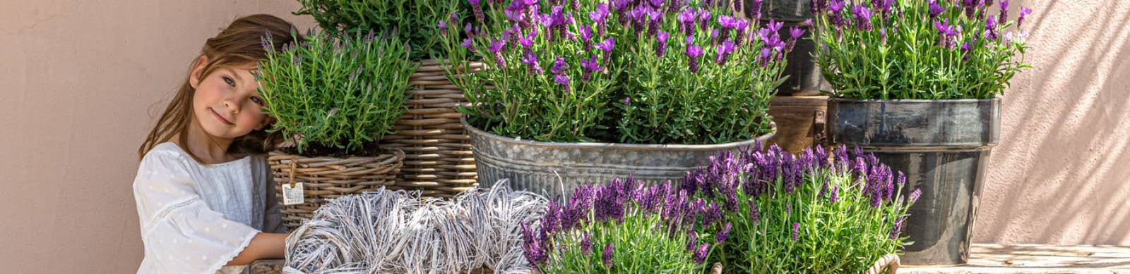 Lavendel schneiden – so bleibt er kompakt und blühfreudig