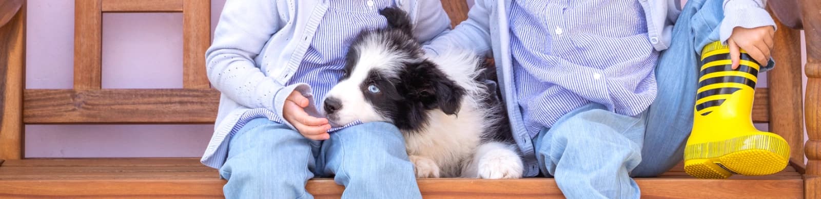 Ein Welpe zieht ein – Ernährung, Entwicklung & Co.