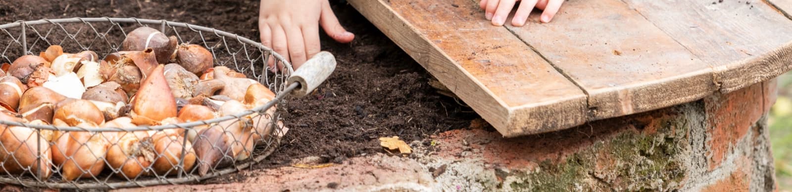 Blumenzwiebeln pflanzen – Farbe für Ihren Garten