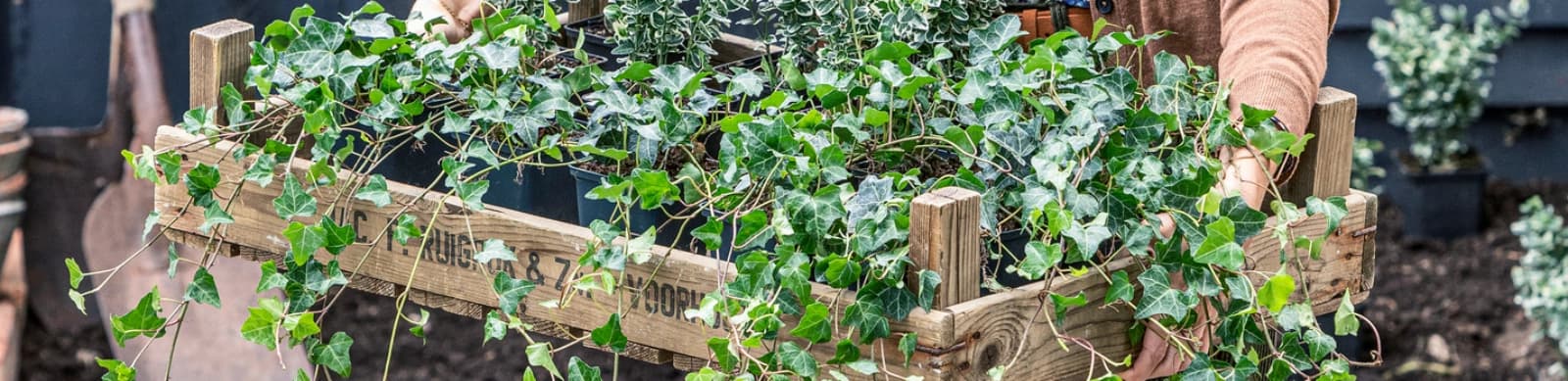 Bodendecker: Pflegeleichter Schutz und Schönheit für jeden Garten