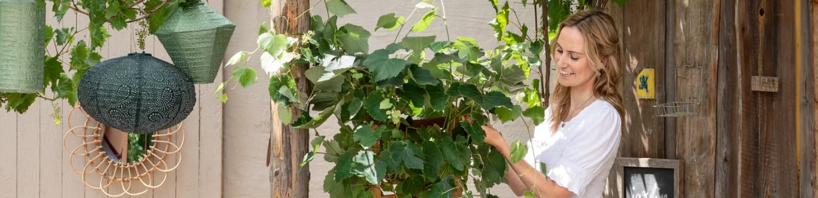 Weinreben im Garten kultivieren: Von der Pflanzung bis zur Ernte