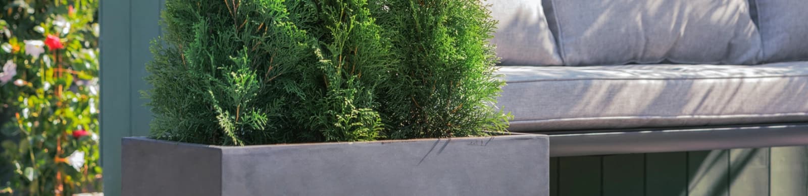 Hecke am laufenden Meter® – Sofort grüner Sichtschutz