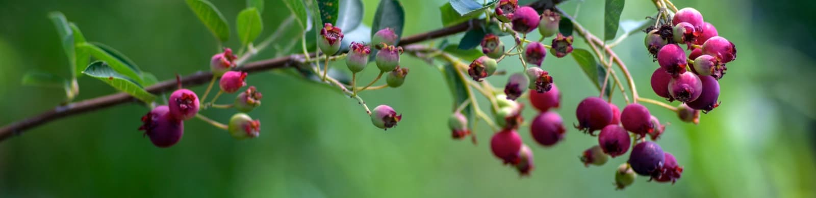 Vogelnährgehölze: Lebenswichtige Pflanzen für Vögel im Garten