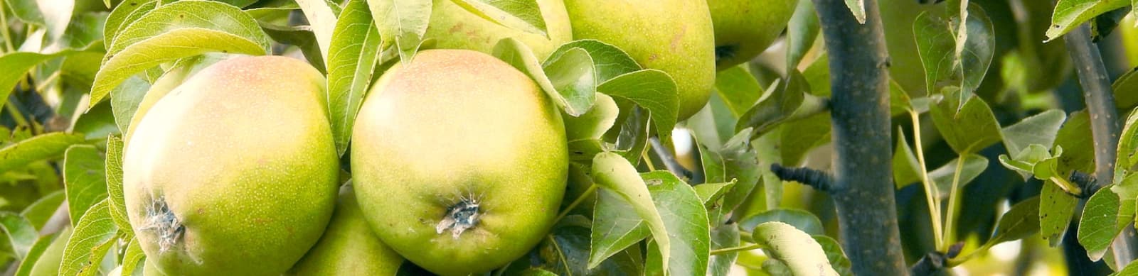 Birnbaum pflanzen, pflegen und genießen