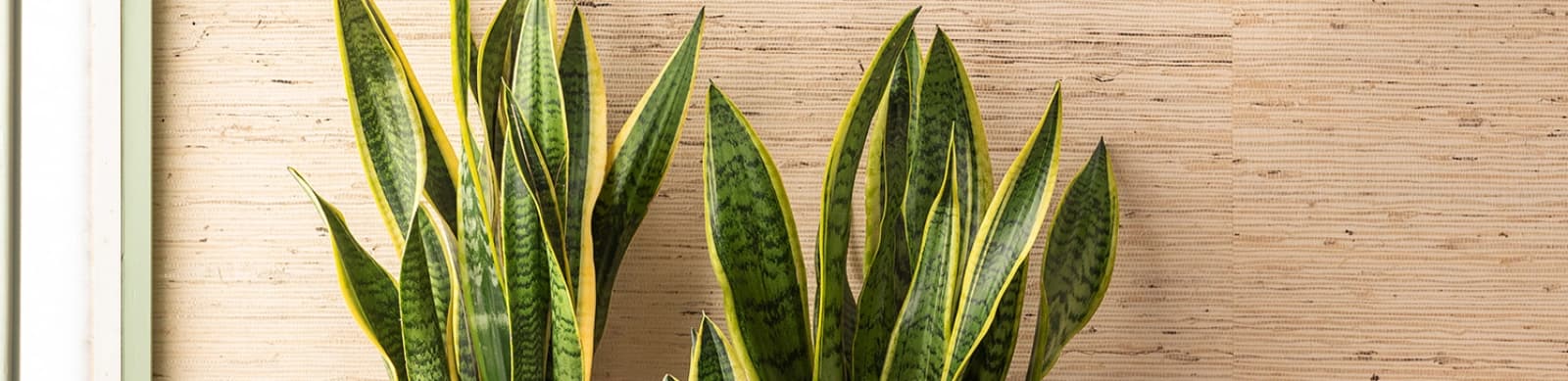 Grünes Highlight: Die Sansevieria