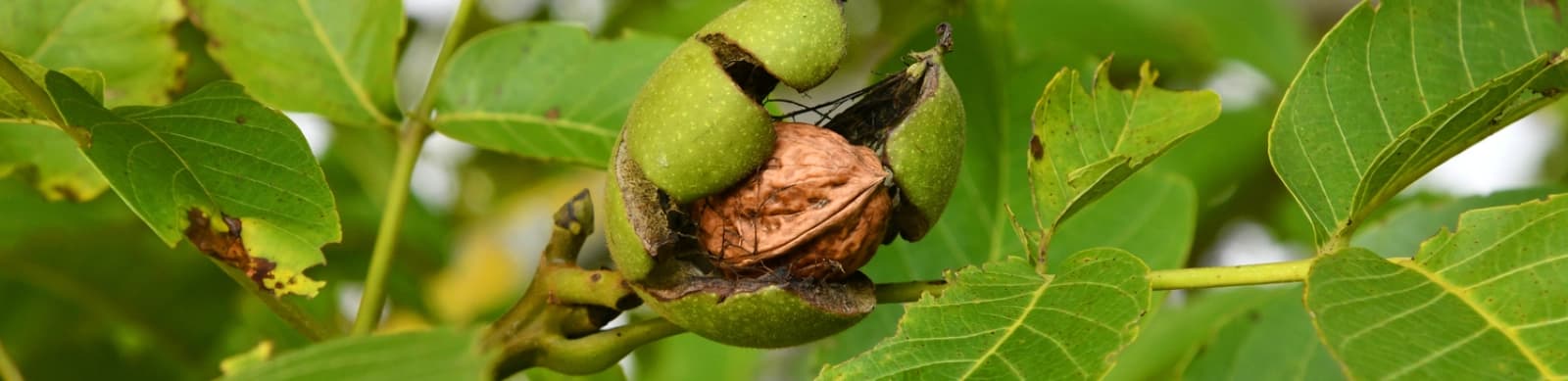 Walnussbaum im Garten: Standort, Pflege und Genuss