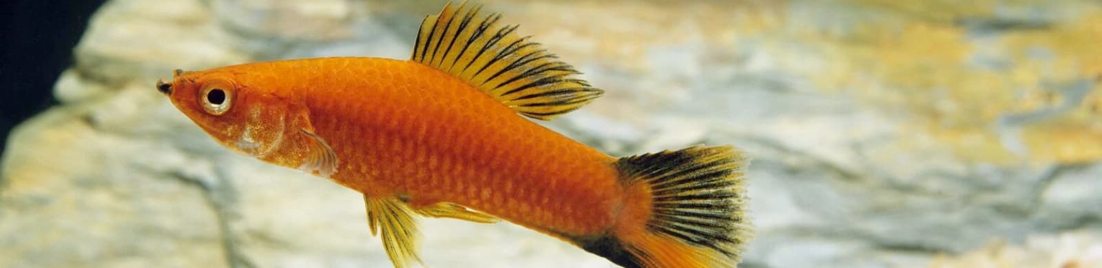 Steckbrief Schwertträger