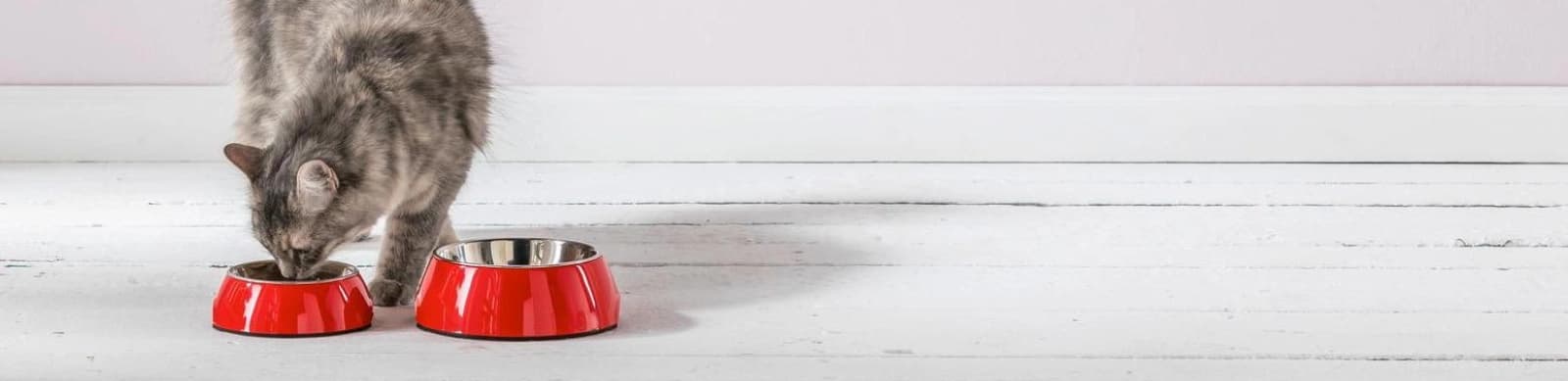 Hochwertiges Katzenfutter