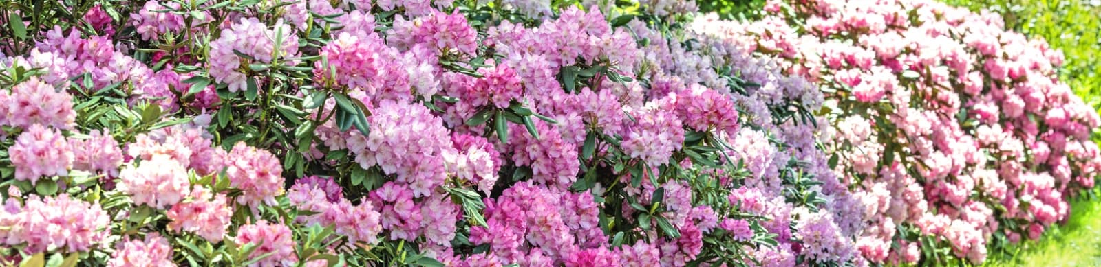Rhododendron pflanzen: Echte Schönheiten im Garten