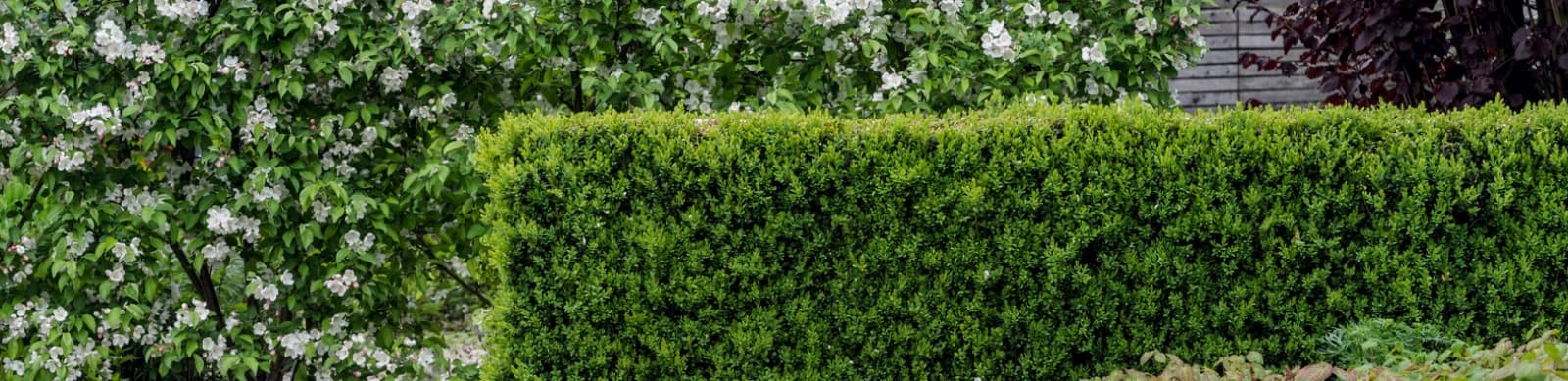 Heckenpflanzen – natürliche Begrenzung und Gestaltungselement