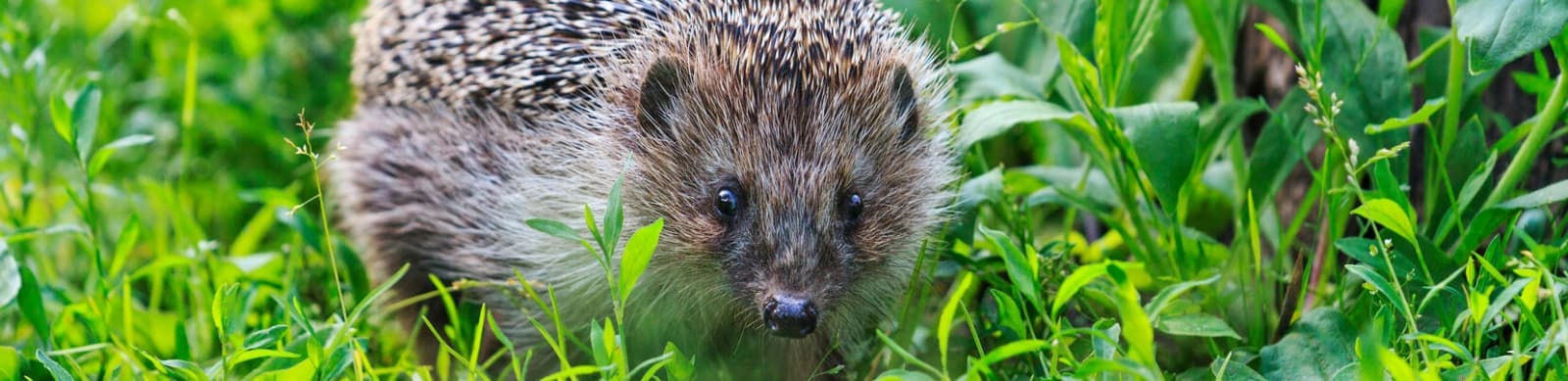 So fühlt sich der Igel im Garten wohl