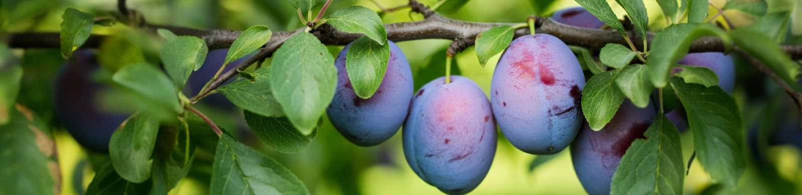 Zwetschgen- und Pflaumenbaum: Standort, Pflege und Ernte