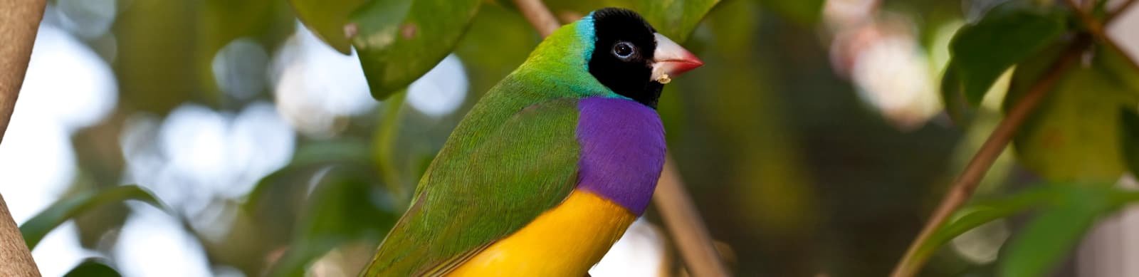 Steckbrief Gouldamadinen