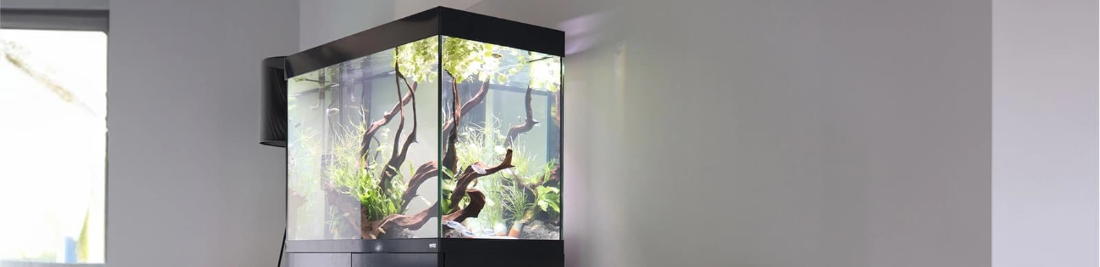 Aquascaping – Die Kunst der Unterwasserlandschaft