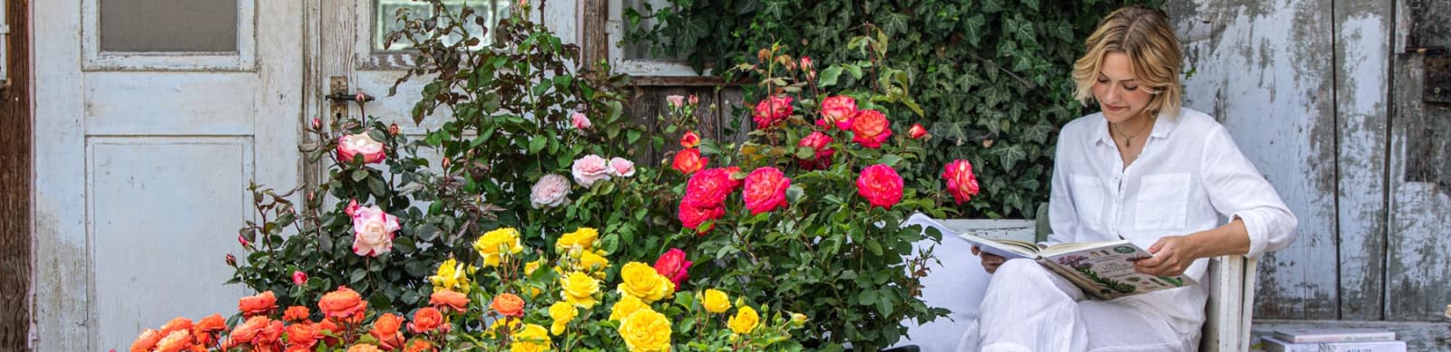 Wuchsformen – für jeden Rosentraum das Passende