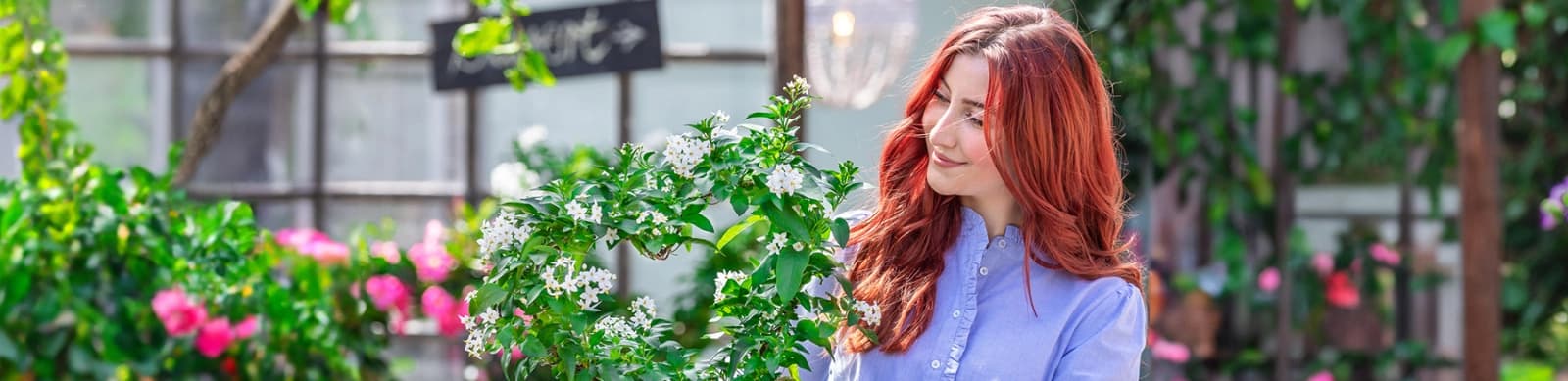 Jasminblütiger Nachtschatten – Arten, Pflege & Besonderheiten