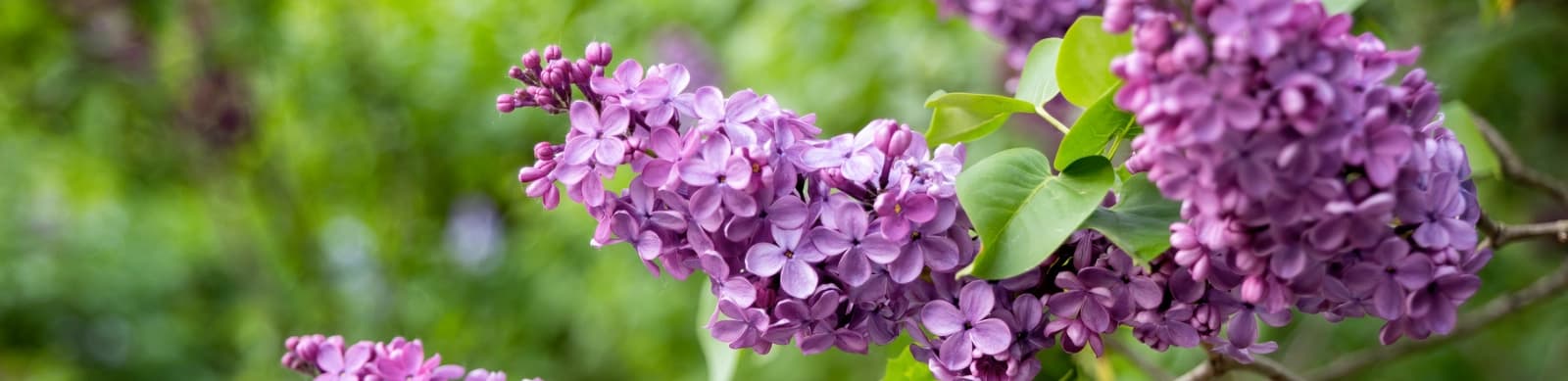 Flieder – Farbenfrohe Blüten läuten den Frühling ein