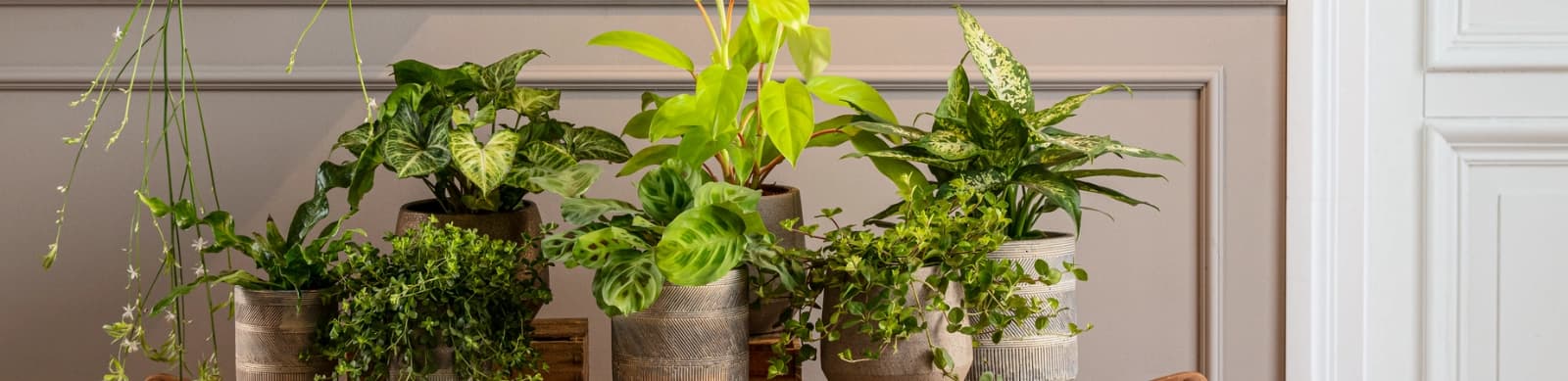 Tief durchatmen: Die 10 besten luftreinigenden Zimmerpflanzen