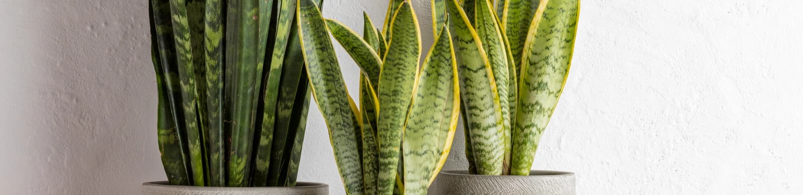 Grünes Highlight: Die Sansevieria
