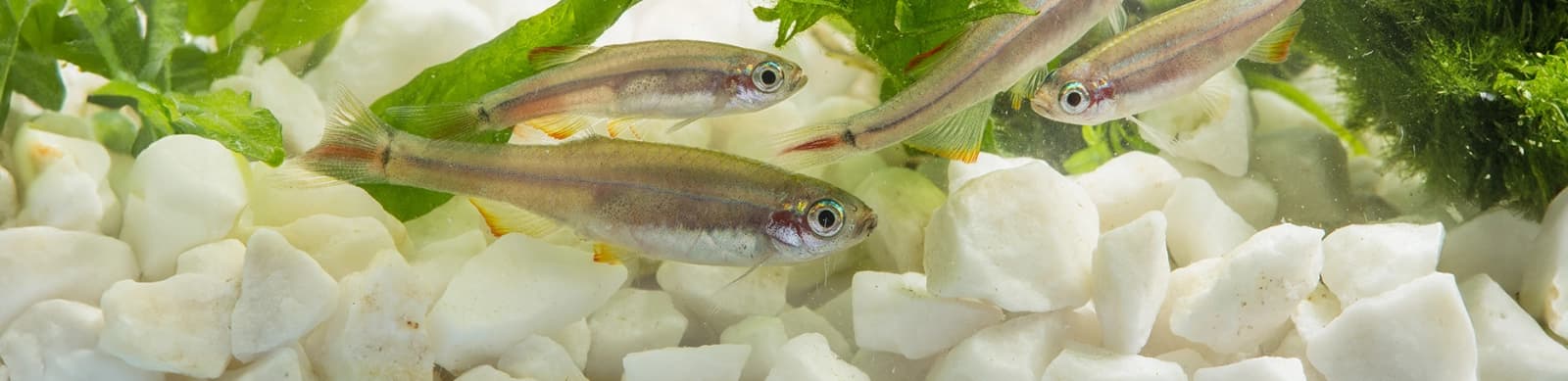 Steckbrief Kardinalfische