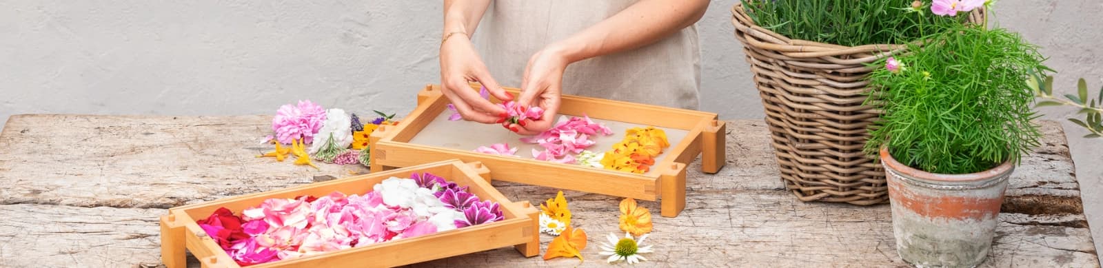 Essbare Blüten – ein Genuss für den Gaumen