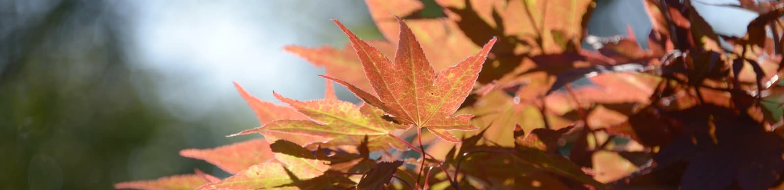 Der Ahorn bringt Farbe ins Grün
