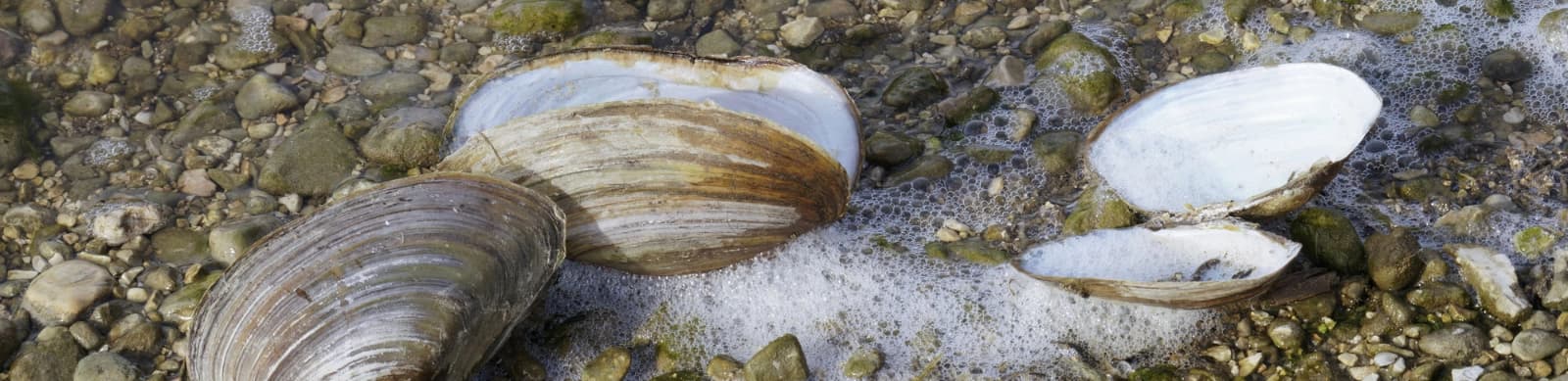 Steckbrief Große Teichmuscheln