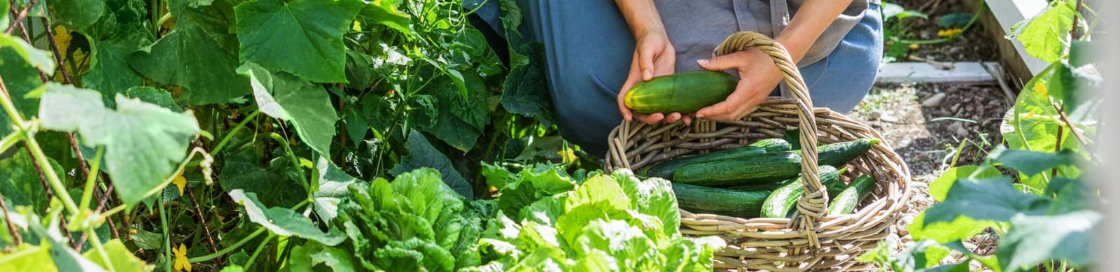 Gurken aus eigenem Anbau