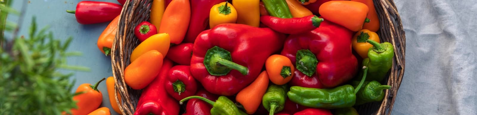 Paprika – Vitamin-C-Bomben aus dem Garten