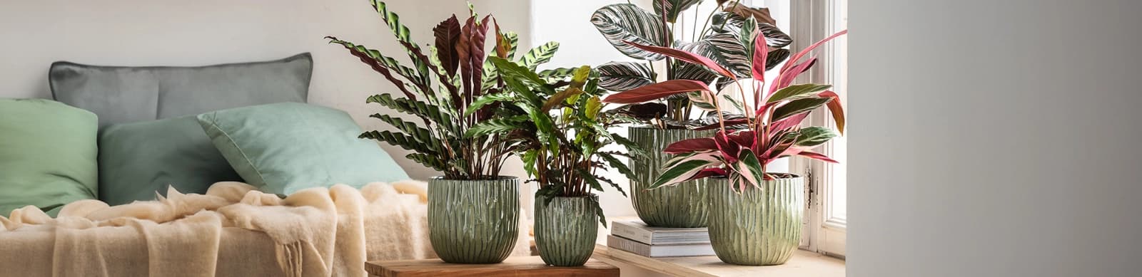 Calathea – trendige Zimmerpflanzen, die begeistern